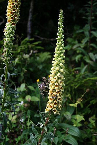 Digitalis ferruginea